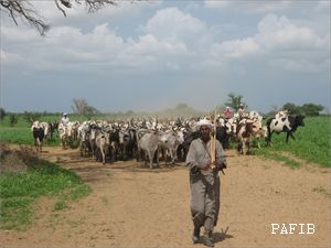 convoyage de bétail sur pied